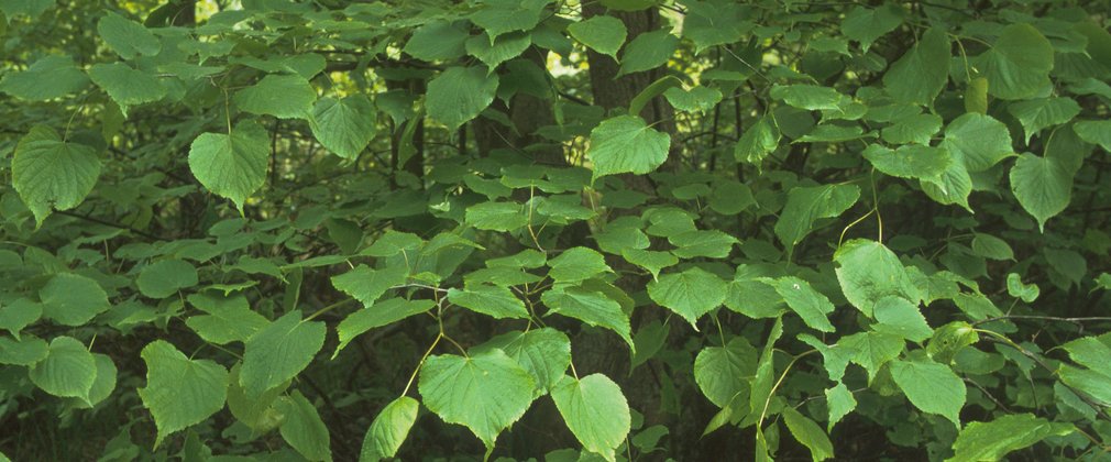 Small-leaved lime | Tree species | Forestry England